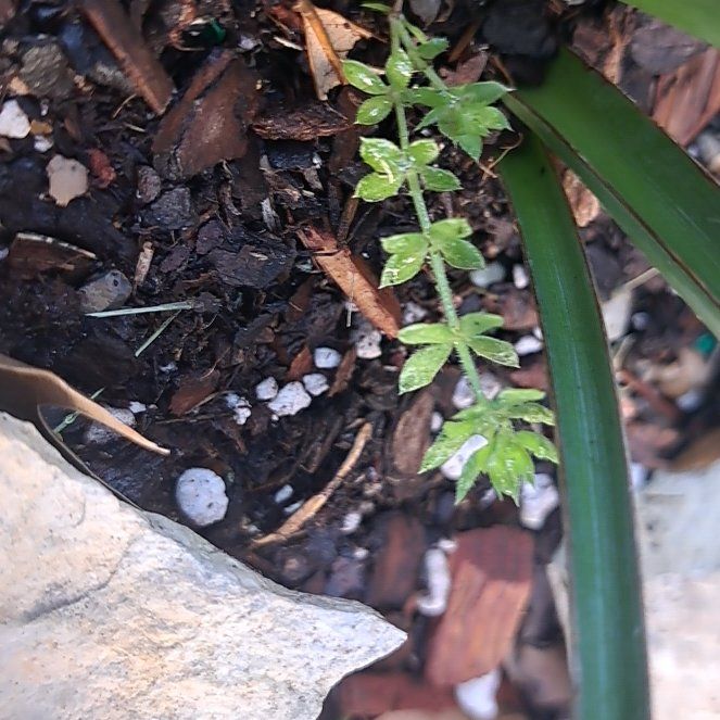 Photo of the plant species American Pennyroyal by @SavoryPansy named Messi on Greg, the plant care app