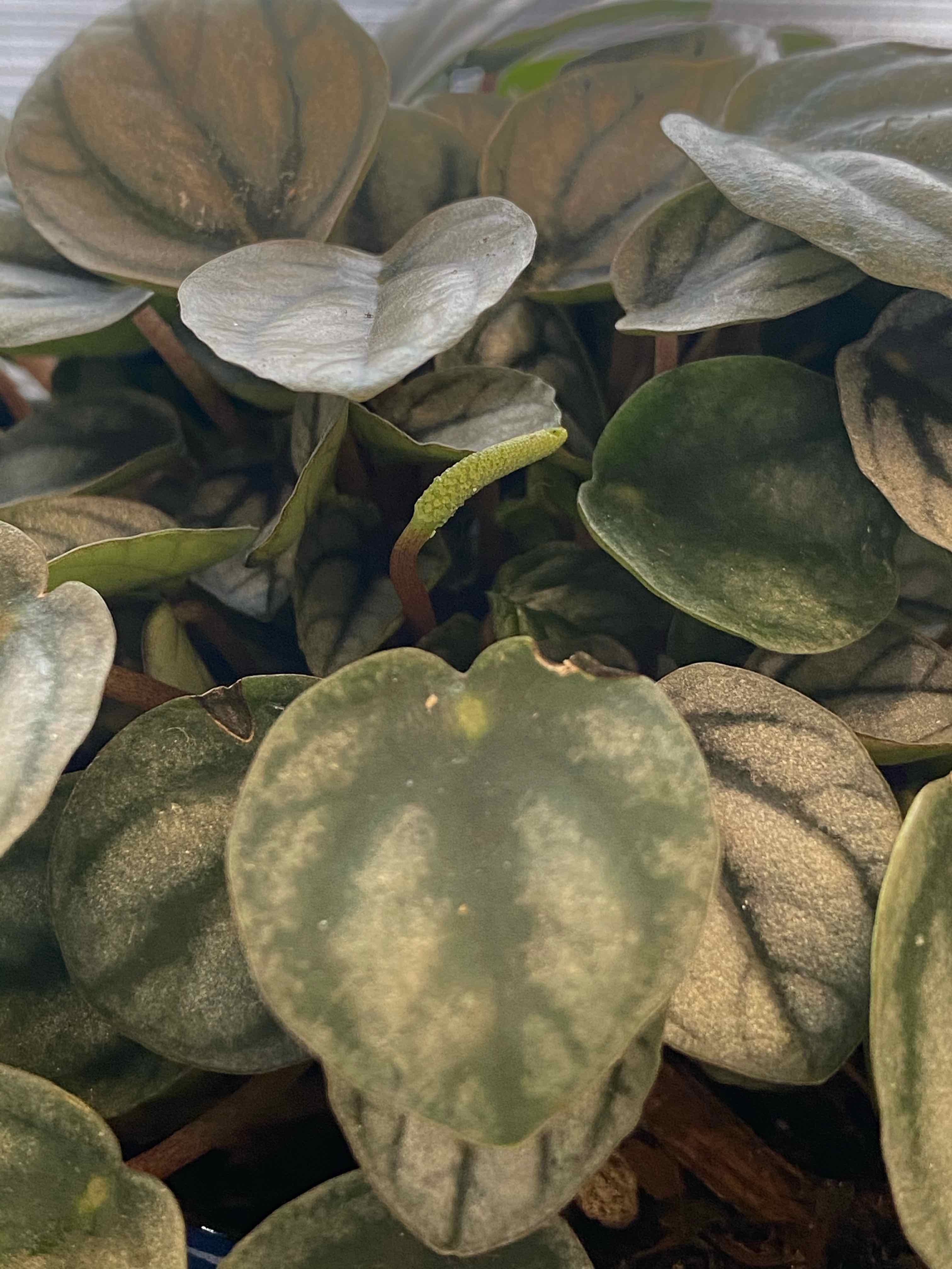 Silver Frost Peperomia plant with several healthy leaves, slight discoloration visible.