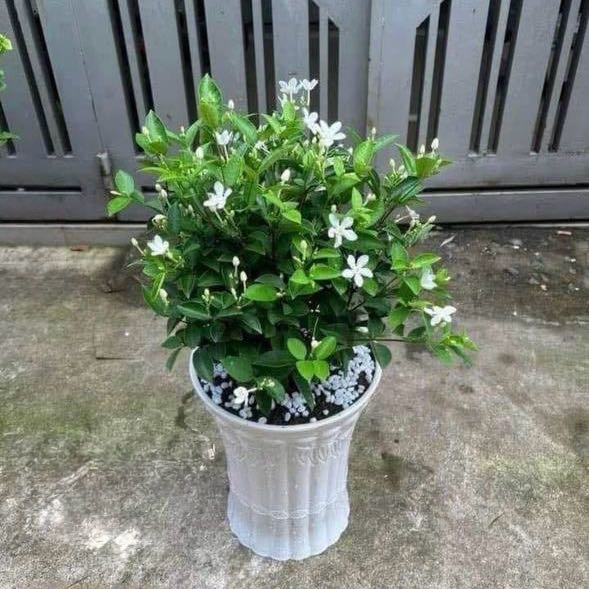 Photo of the plant species Coral Swirl by @Sonct988 named Mai Chỉ Thiên on Greg, the plant care app