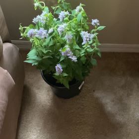 Plant care for Blue Flax.lily on Greg, the plant care app