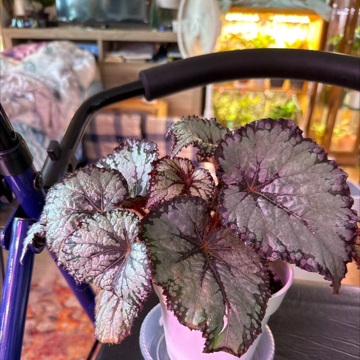 Photo of the plant species Manfreda undulata 'Mint Chocolate Chip' by 👻 named Minty on Greg, the plant care app