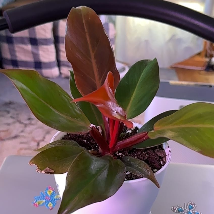 Philodendron Red Sun plant in a white pot with vibrant red stems and green leaves.