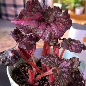 Photo of the plant species Rex Begonia ‘Harmony’s Fatal Attraction’ by 👻 named Fatalism on Greg, the plant care app