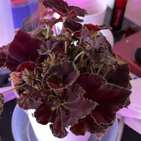 Photo of the plant species Autumn Begonia by 👻 named Marley on Greg, the plant care app