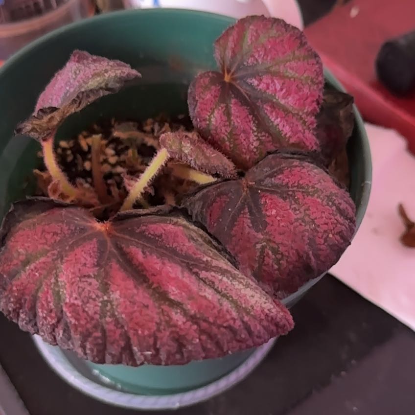 Photo of the plant species Harmony’s Strawberry Shortcake Begonia by 👻 named Beyonce on Greg, the plant care app