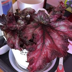 Photo of the plant species Jurassic Rex Begonia Silver Swirl by 👻 named Witchy Woman on Greg, the plant care app