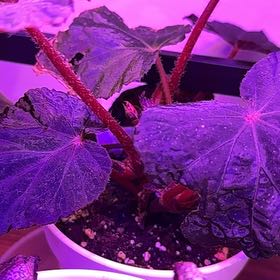 Photo of the plant species Begonia taconite by 👻 named Orlando Bloom on Greg, the plant care app