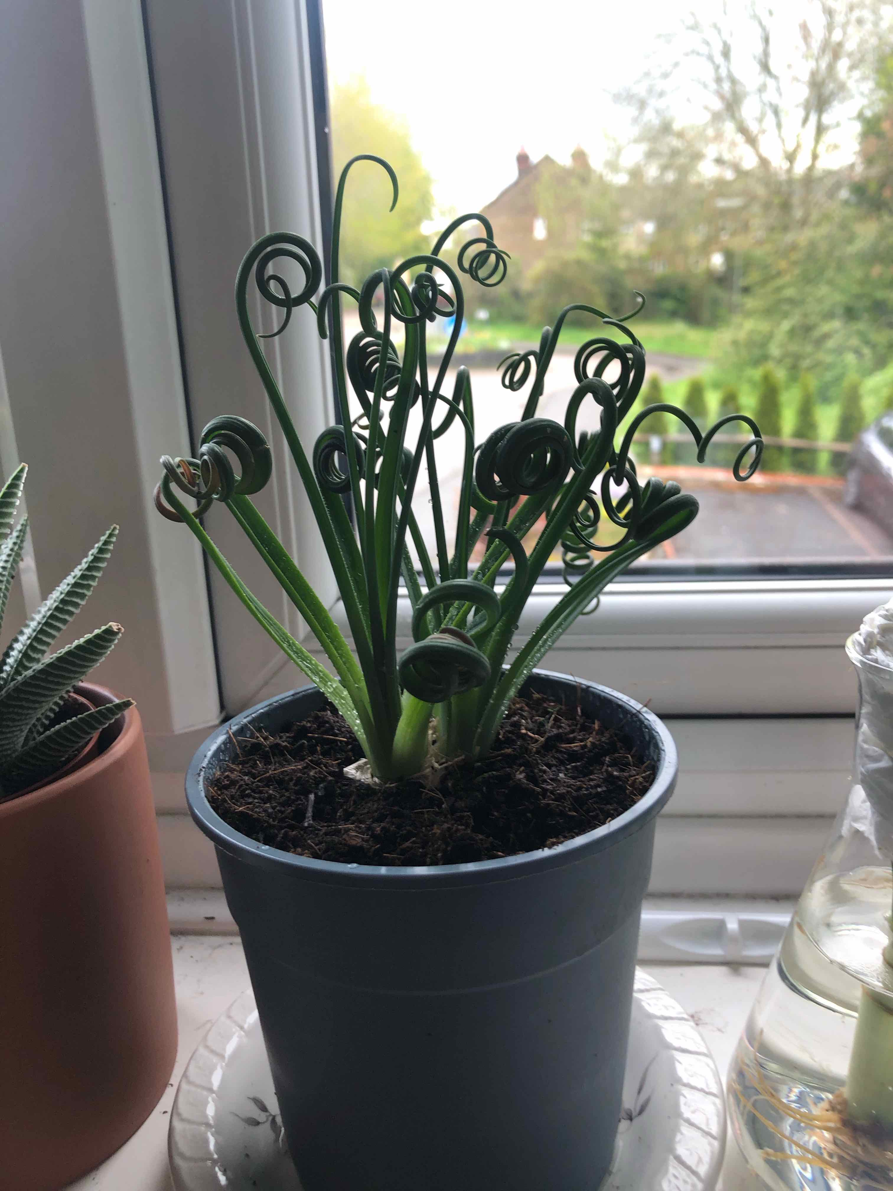 Frizzle Sizzle plant with curly leaves in a pot on a windowsill.