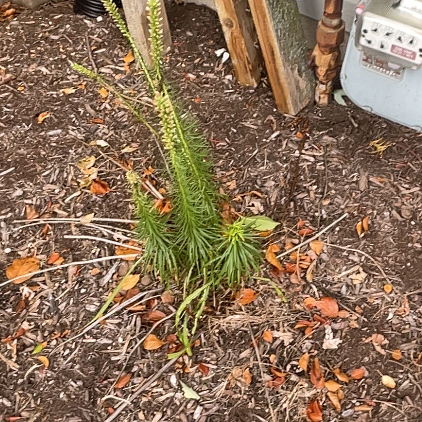 Photo of the plant species Spinulum annotinum by @LushFlatpea named Tree Diddy on Greg, the plant care app