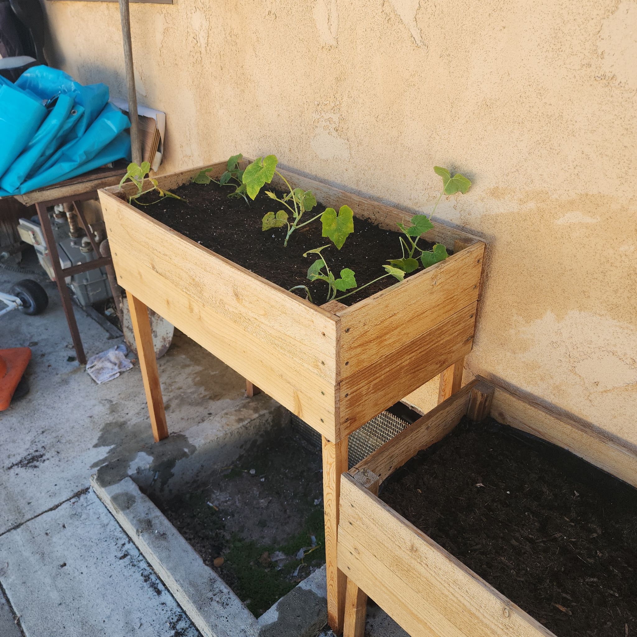 Young pumpkin plants growing in a raised wooden planter with healthy soil.