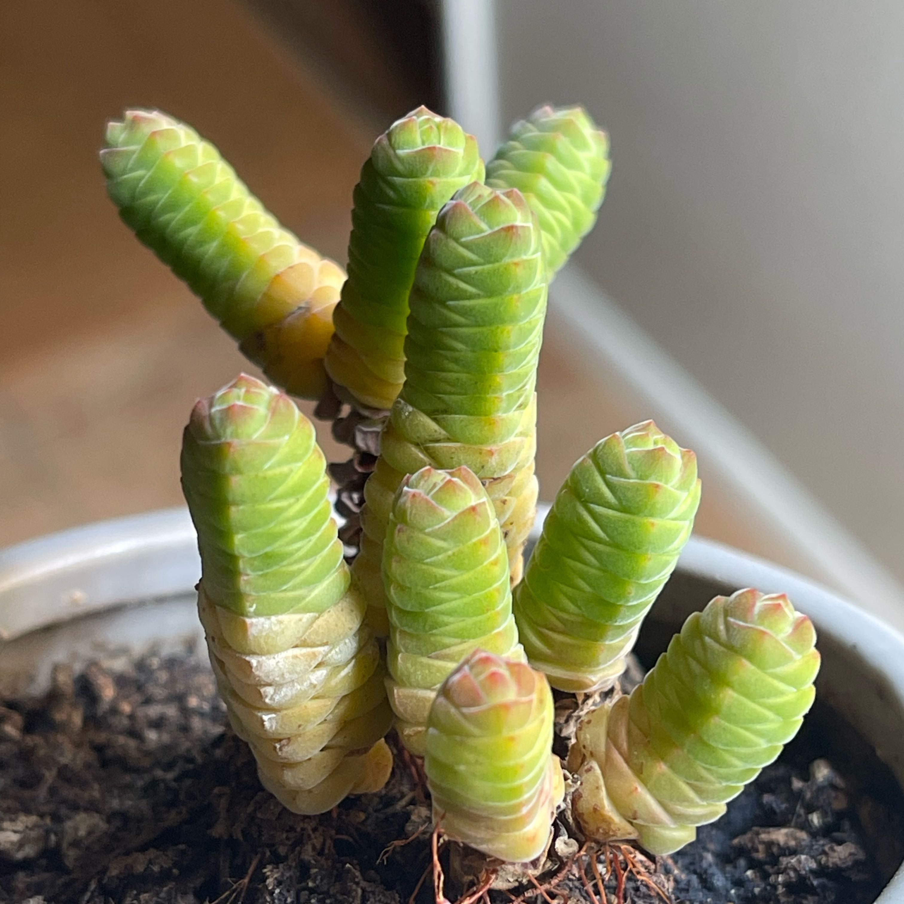 Photo of the plant species Crassula Columella by @HopefulChinotto named Bodhi on Greg, the plant care app