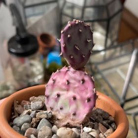 Photo of the plant species Dwarf Prickly Pear Amethyst Wave by @HopefulChinotto named Nithin on Greg, the plant care app