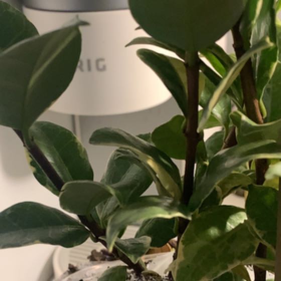Photo of the plant species Variegated Confederate Jasmine Vine by @AmiableLecanora named Walt on Greg, the plant care app