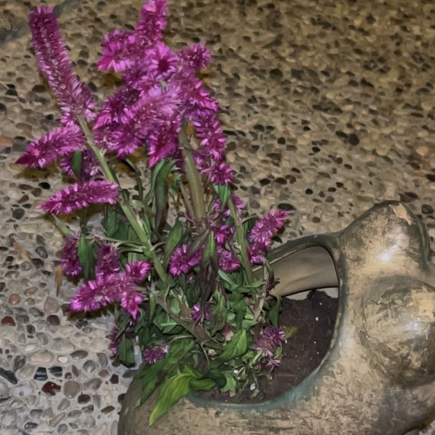 Vibrant purple cockscomb plant with healthy green leaves growing in a small pot on a textured surface.