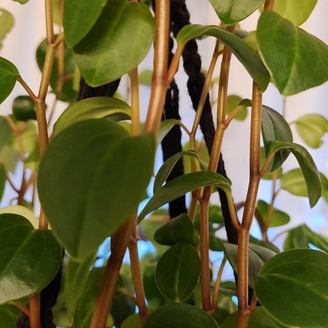 Cypress Peperomia uploaded to the Greg plant app by @SilkenMangeao