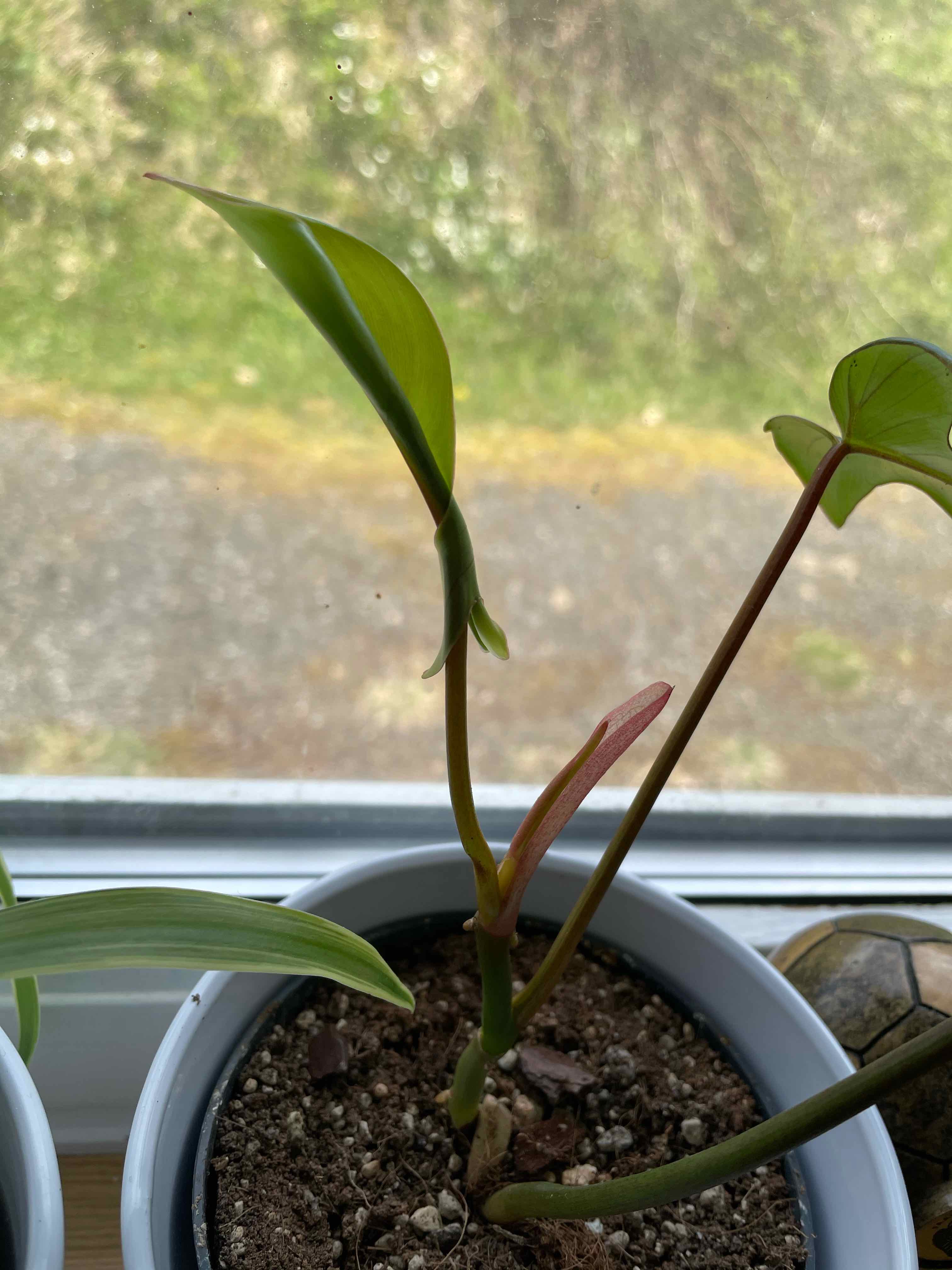 Young Philodendron Pedatum plant in a pot with visible soil, healthy green leaves.