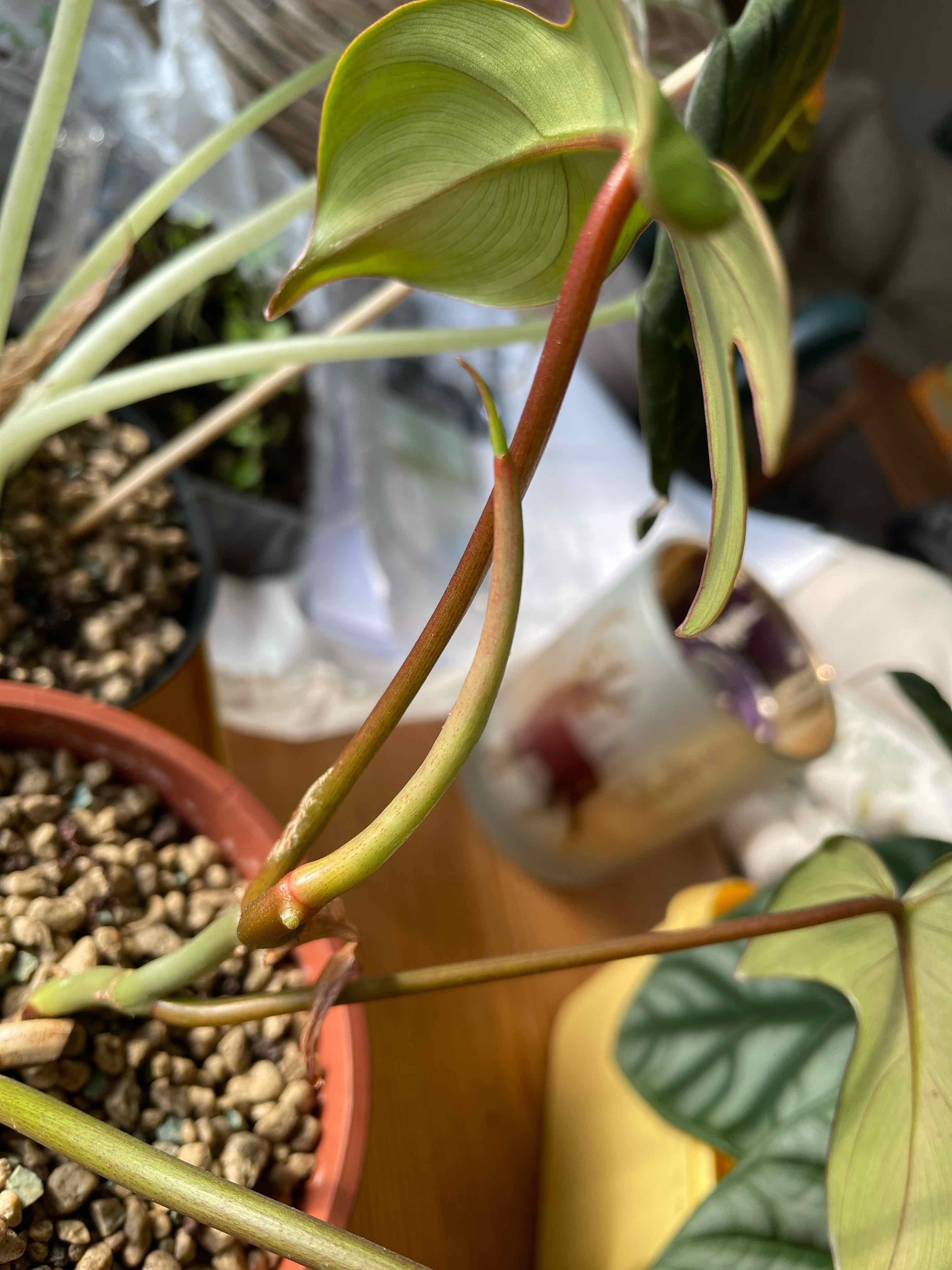 Philodendron Pedatum plant with healthy green leaves and visible soil.