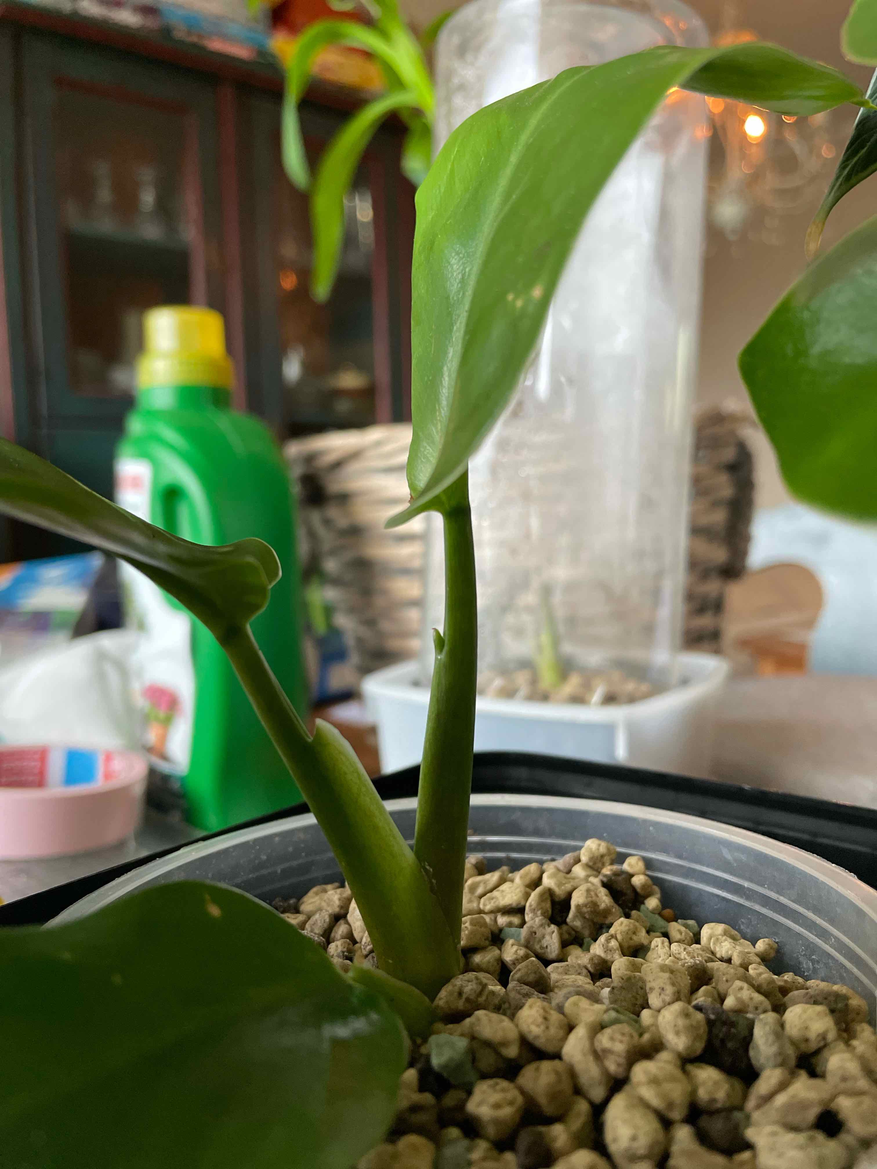 Philodendron 'Imperial Green' plant in a pot with visible soil and vibrant green leaves.