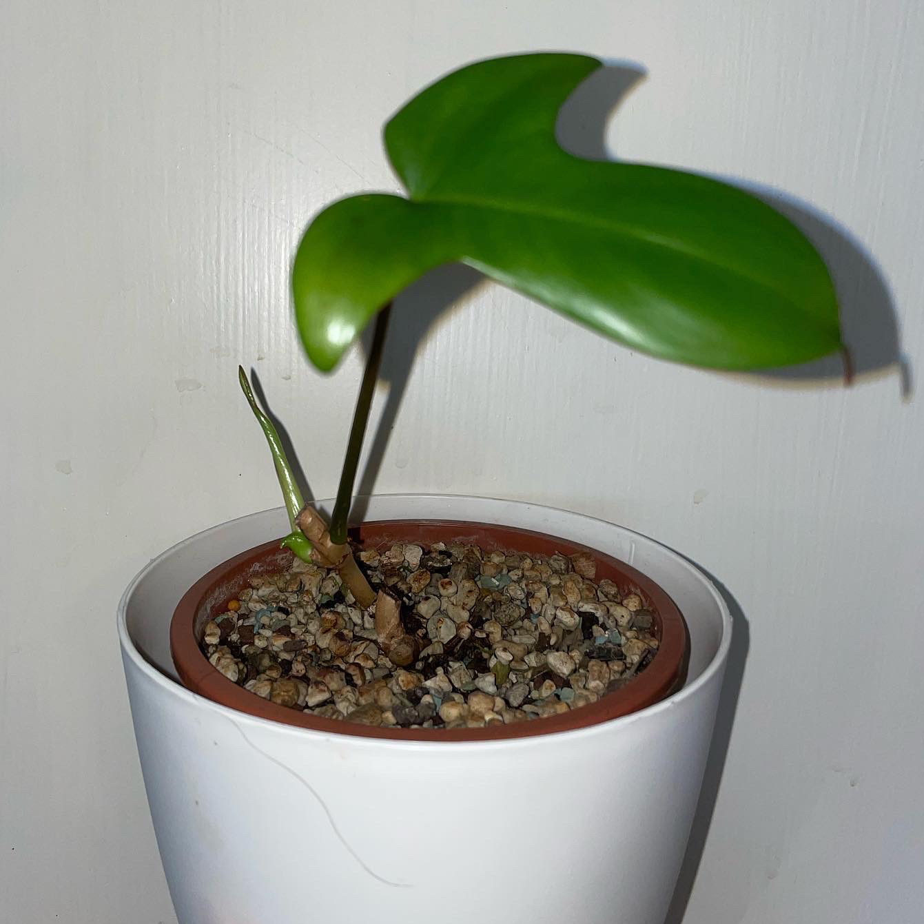 Photo of the plant species Philodendron Pedatum by @Ings named Starfire on Greg, the plant care app