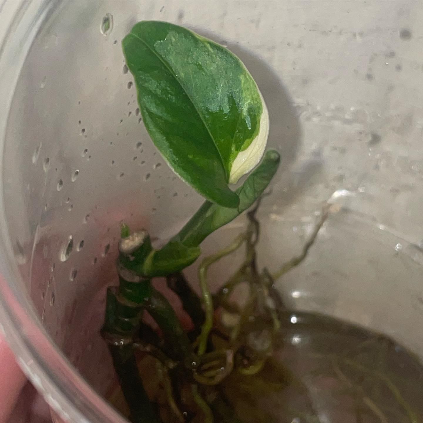 Photo of the plant species variegated monkey mask by @Ings named Gardevoir on Greg, the plant care app