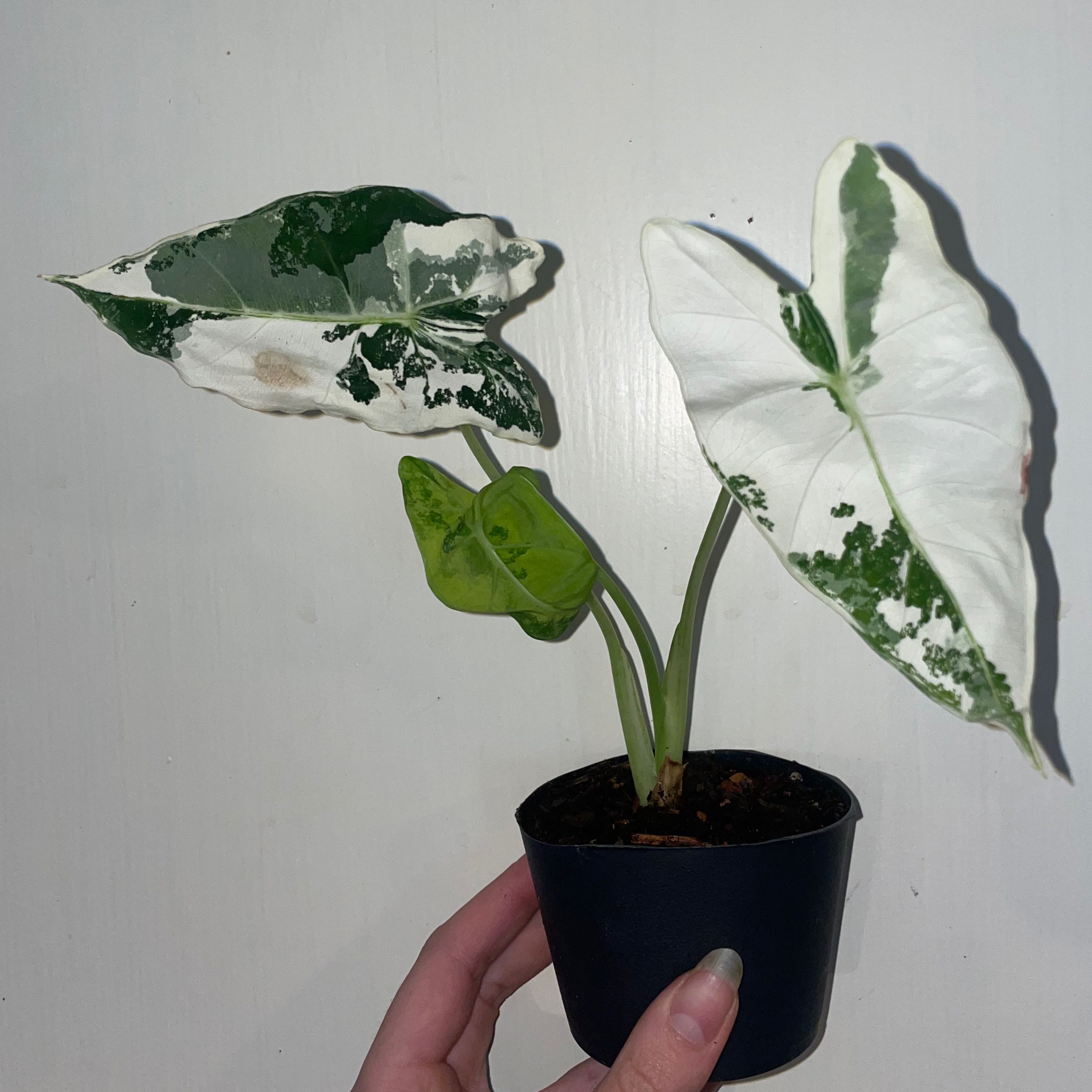 Variegated Alocasia frydek plant with white and green leaves in a small pot held by a hand.
