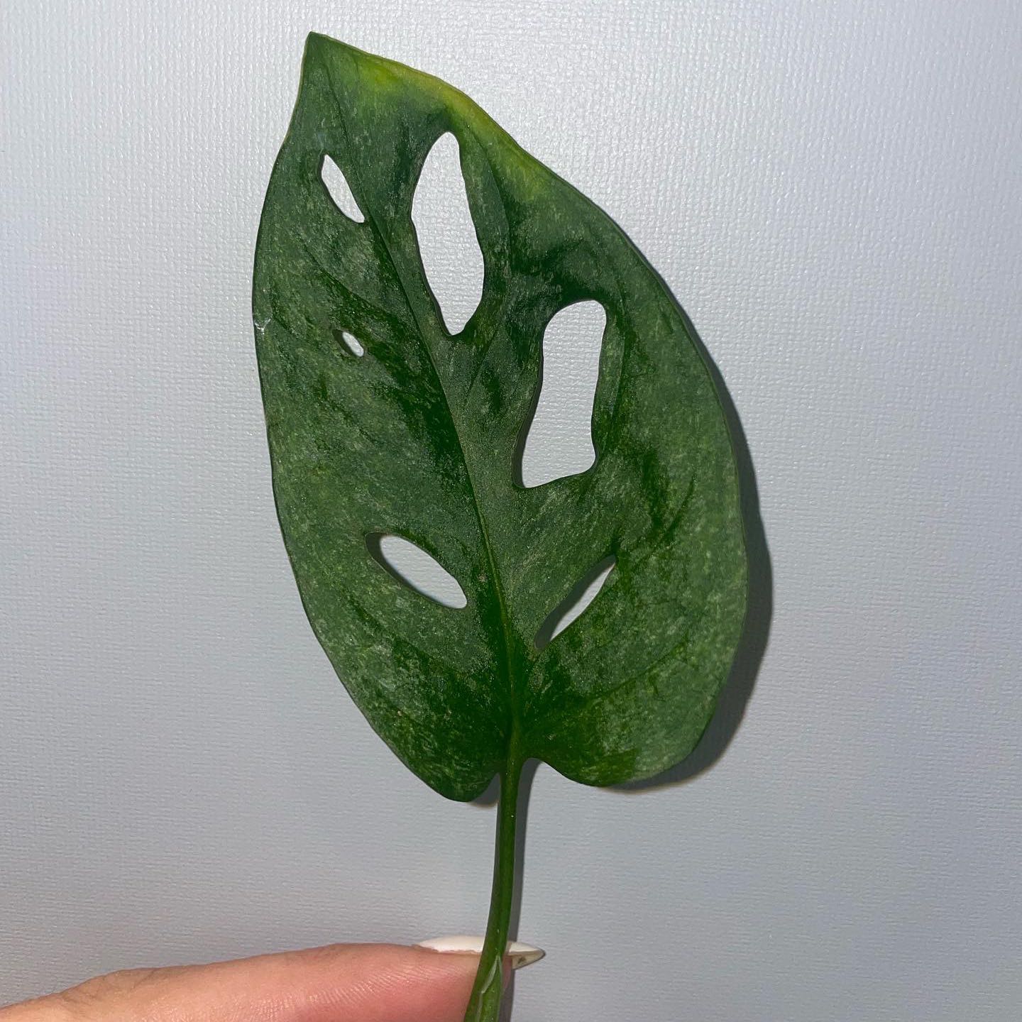 Photo of the plant species EU Mint Swiss Cheese Plant by @Ings named Mee on Greg, the plant care app