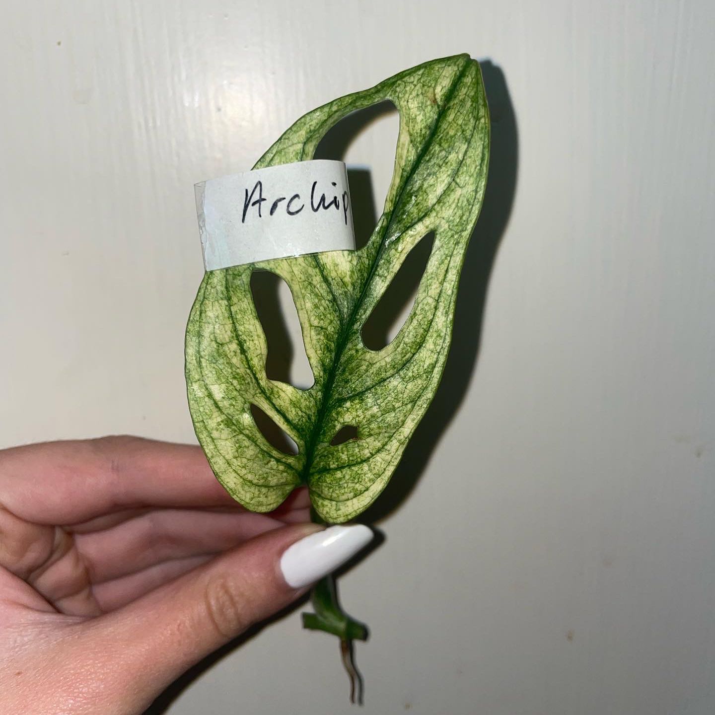 Photo of the plant species Archipelago Swiss Cheese Plant by @Ings named Altaria on Greg, the plant care app