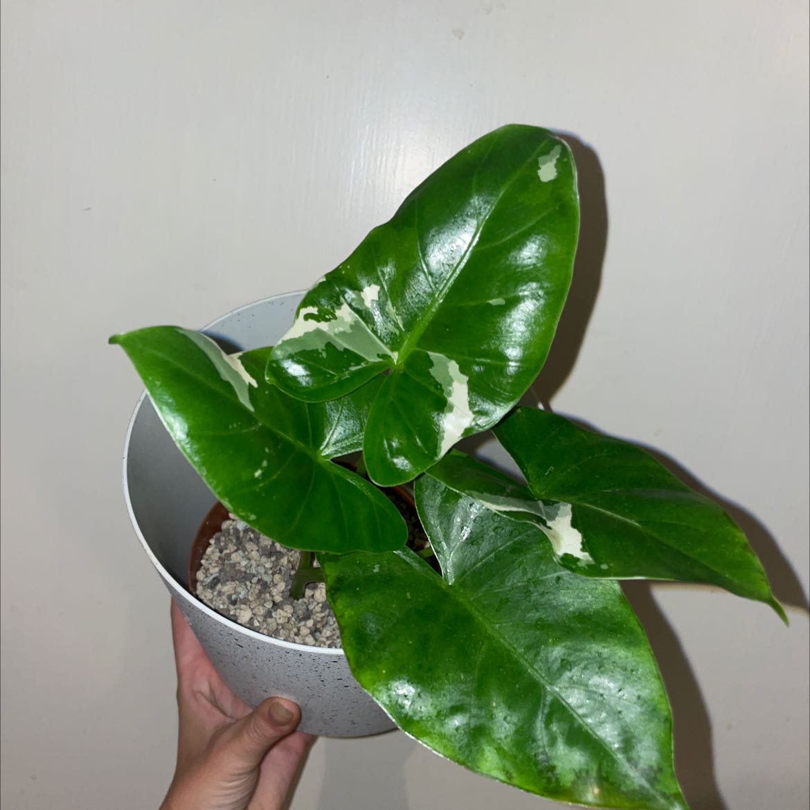 Variegated Alocasia plant in a pot with green and white leaves, held by a hand.