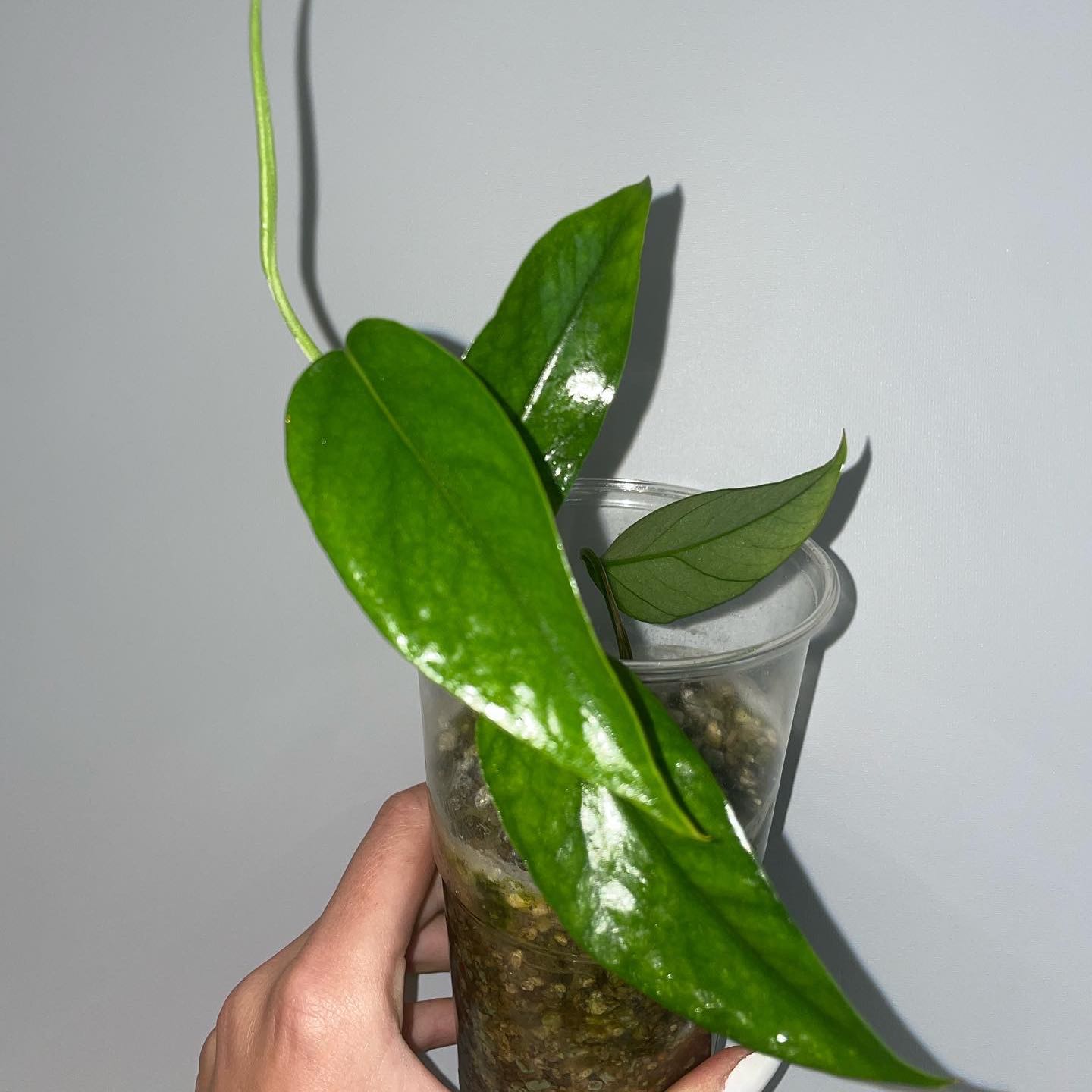 Baltic Blue Pothos plant with glossy green leaves in a transparent container, held by a hand.