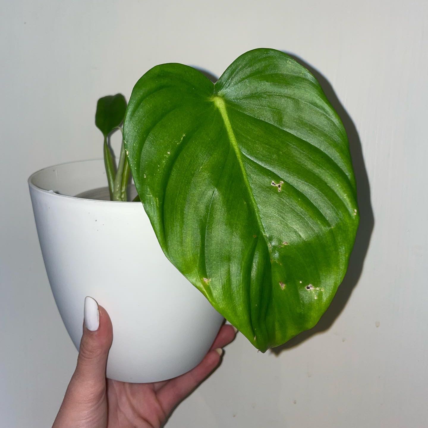Philodendron Pastazanum plant in a white pot with large green leaves, held by a hand.