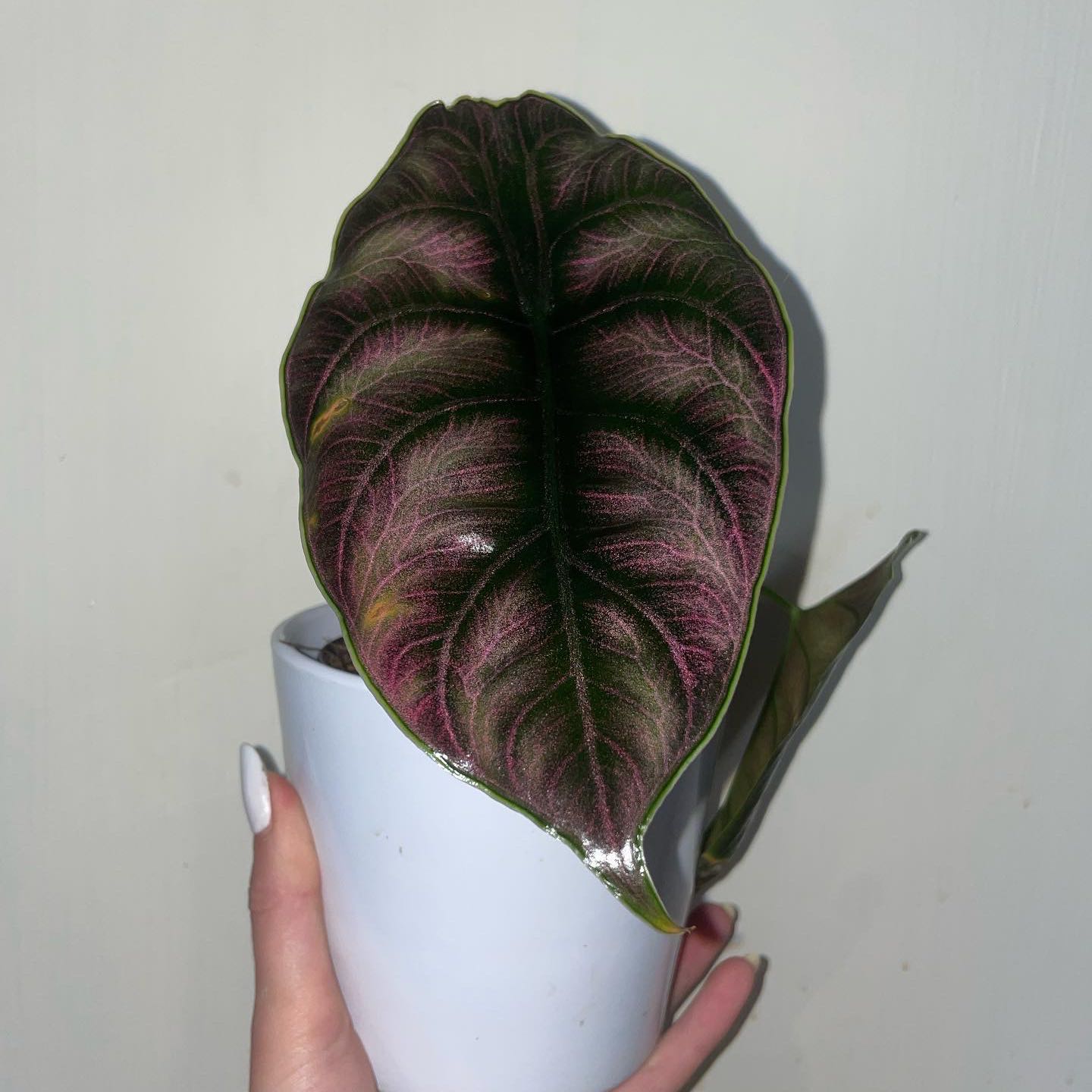 Red Mambo plant with dark green and red-veined leaf in a white pot, held by a hand.