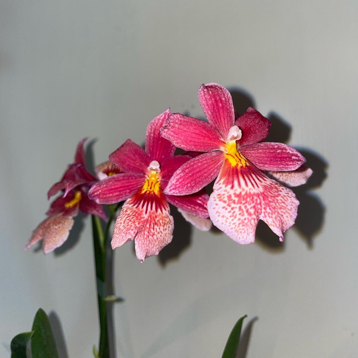 Photo of the plant species Oncidium alexandrae by @Ings named Caroline on Greg, the plant care app