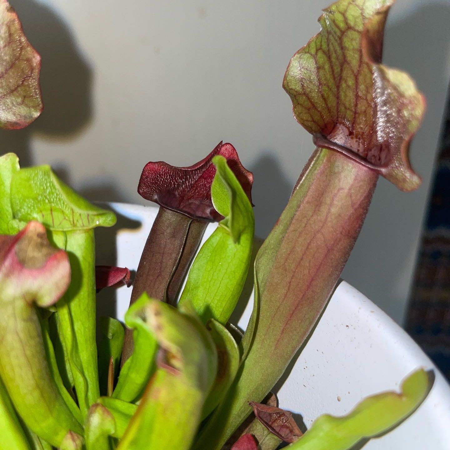 Close-up of a healthy Purple Pitcher Plant with vibrant green leaves and purple-red pitchers.