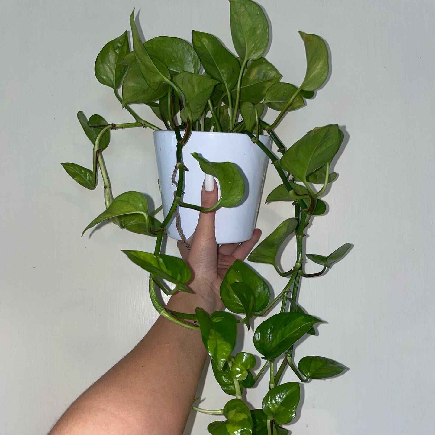 A healthy Global Green Pothos plant held by a hand, with vibrant green leaves.