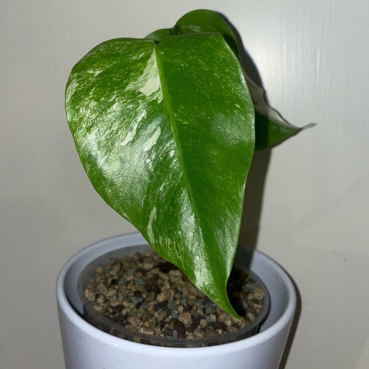 Monstera 'Albo' plant with healthy green and white variegated leaves in a pot with visible soil.