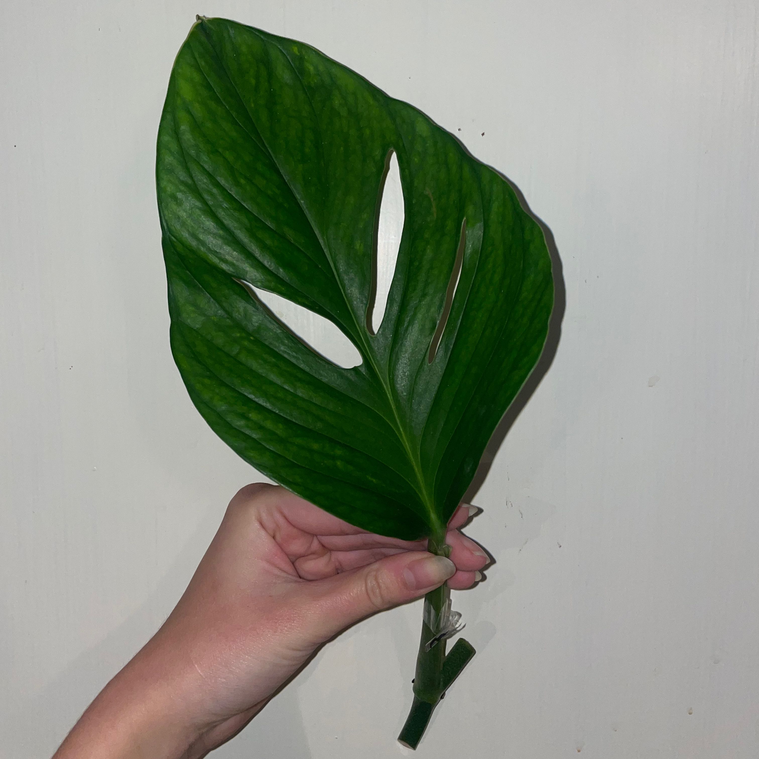 A healthy Monstera esqueleto leaf with fenestrations, held by a hand.