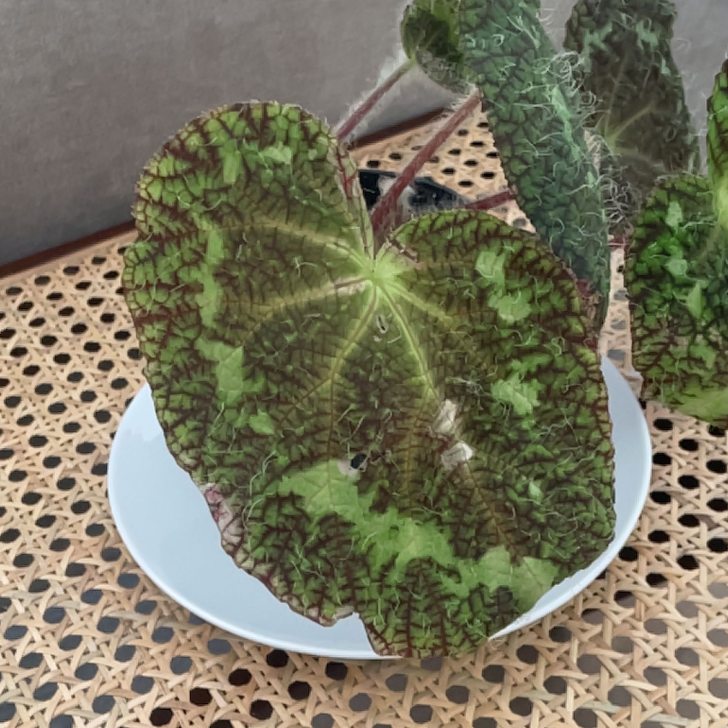 Photo of the plant species Begonia sizemoreae by @BiggestMelittis named Dolores on Greg, the plant care app