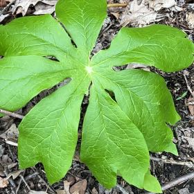 Photo of the plant species Mayapple by @CaringColeus named Leaf Erickson on Greg, the plant care app