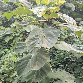 Photo of the plant species Empress Tree by @CaringColeus named Drake on Greg, the plant care app