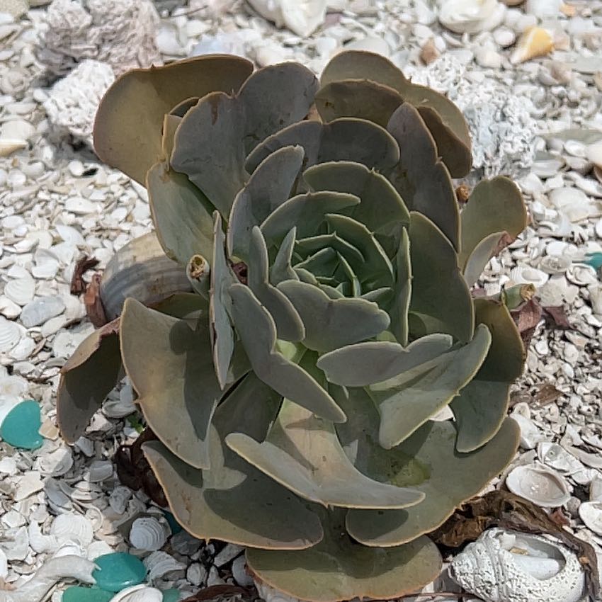 Chalk Dudleya succulent with green and brown leaves in a rosette pattern on a bed of shells.