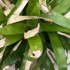Photo of the plant species Portea nana Bromeliad by @FieryMexico named Lola on Greg, the plant care app