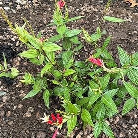 Photo of the plant species Woodland Pinkroot by @HeroNiaouli named Winston on Greg, the plant care app