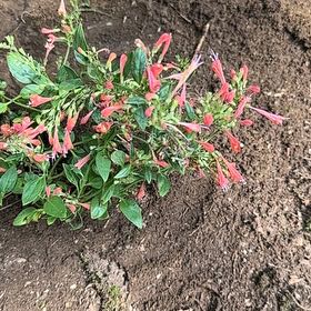 Photo of the plant species Hummingbird Mint by @HeroNiaouli named Rainier on Greg, the plant care app