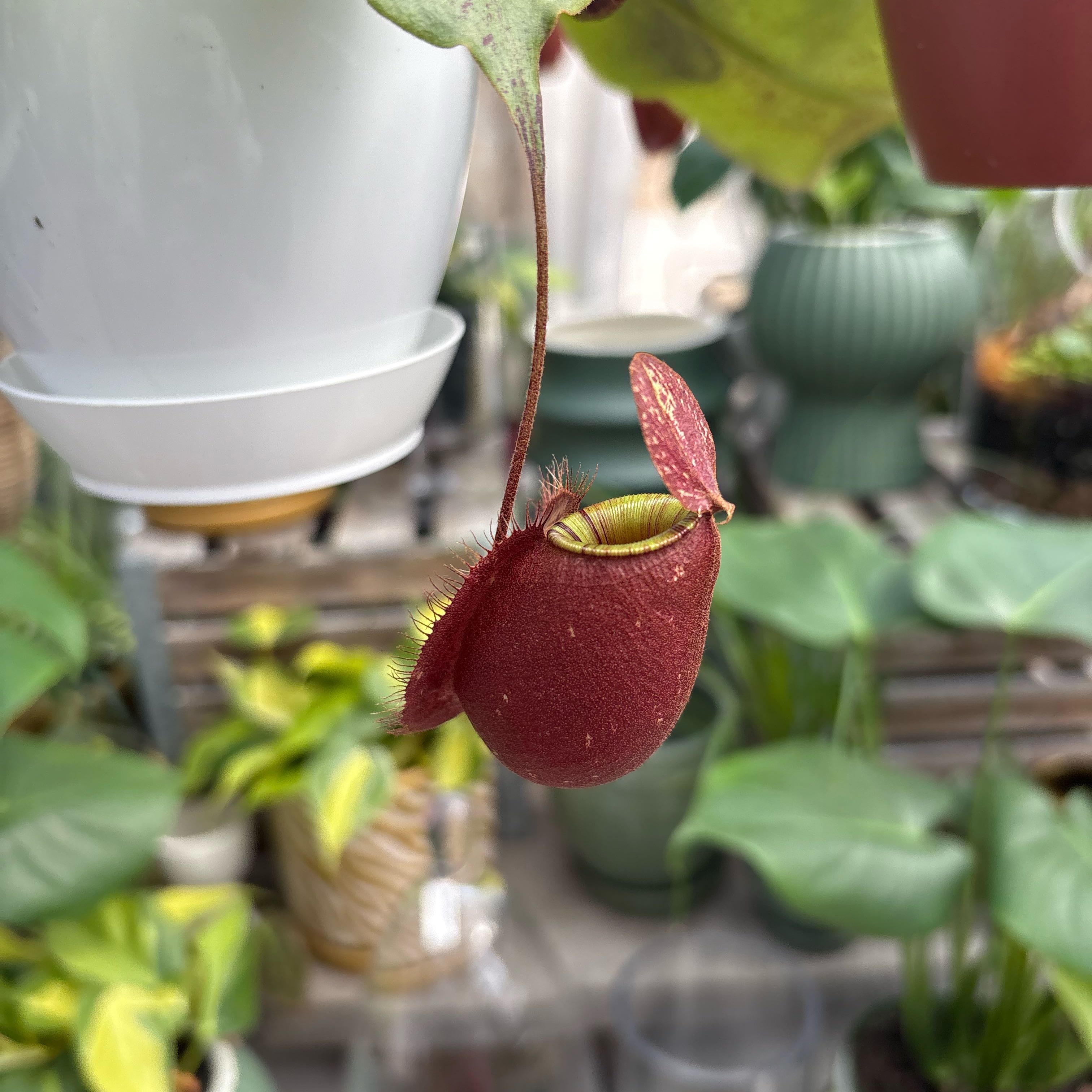 Photo of the plant species Nepenthes mirabilis 'Winged' x Nepenthes ampullaria 'Black Miracle' by @EquableCowbane named Terra on Greg, the plant care app