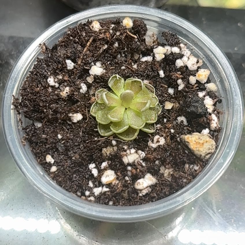 Photo of the plant species Butterwort by @EquableCowbane named Stella on Greg, the plant care app