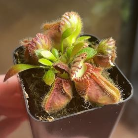 Photo of the plant species Australian Pitcher Plant by @EquableCowbane named Shakira on Greg, the plant care app