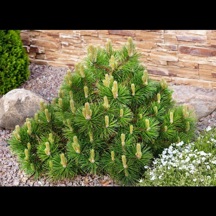 Healthy Dwarf Mountain Pine in a landscaped garden with rocks and mulch.