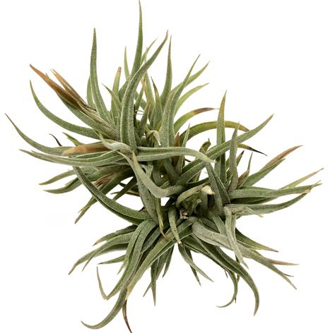 Photo of the plant species Funebris by @FinestGreenbark named Zion on Greg, the plant care app