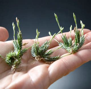 Photo of the plant species Pedicellata by @FinestGreenbark named Girlfrond on Greg, the plant care app