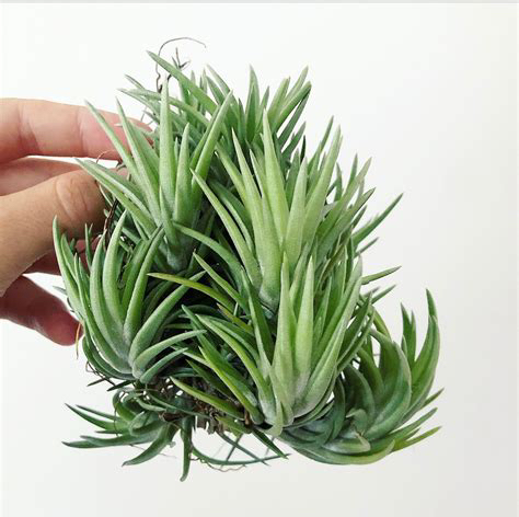 Photo of the plant species Neglecta by @FinestGreenbark named Planty on Greg, the plant care app